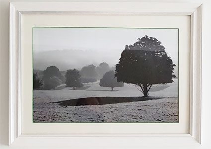 Eddy-Tree-425
